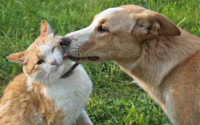犬や猫の体表腫瘤とは│体にしこりを見つけたらすぐに動物病院へ！