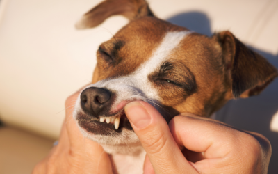 犬と猫の口腔内腫瘍について┃口の異変は要注意