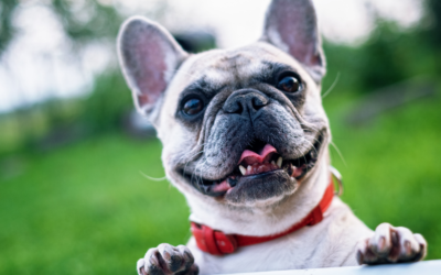 犬の軟口蓋過長症について┃「ガーガー」「ズーズー」といった特徴的な音が聞こえる