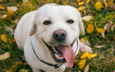 犬の皮膚腫瘤摘出について | 手術の流れから術後ケアまで徹底解説